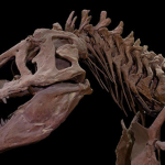 dinosaur has 500 teeth