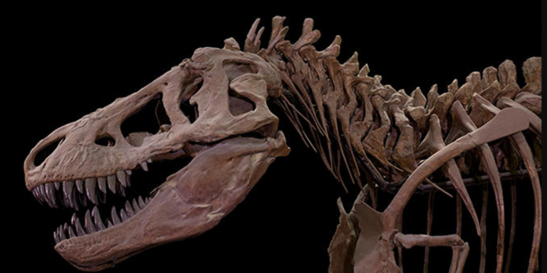 dinosaur has 500 teeth