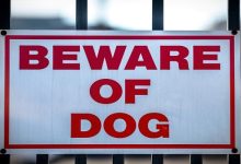What Are the Legal Consequences of a Dog Attack on Your Atlanta