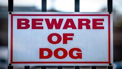 What Are the Legal Consequences of a Dog Attack on Your Atlanta