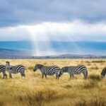 Amazing Tanzania