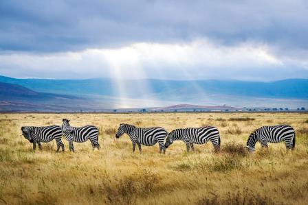 Amazing Tanzania
